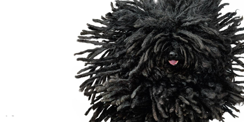 Dogs