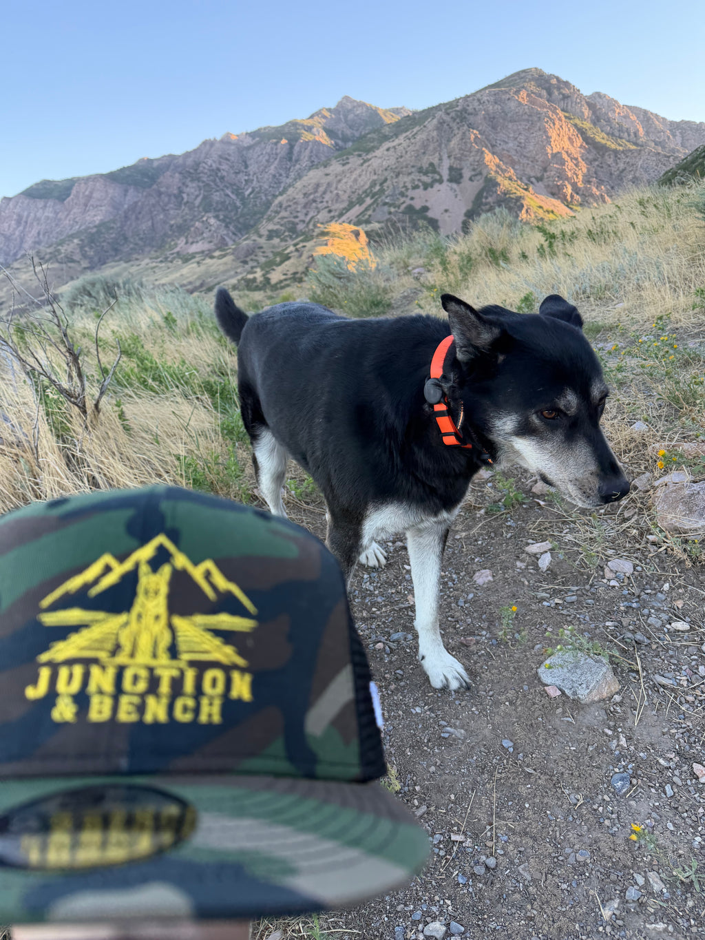 A black and white dog wearing an orange collar stands on a dirt trail with mountains in the background. In the foreground, a camouflage trucker hat with a yellow mountain and bridge logo and the text 'JUNCTION & BENCH' is partially visible.